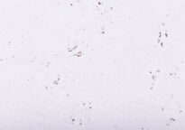Plutene zidne obloge  MALTA SNOW - 2