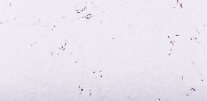 Plutene zidne obloge  MALTA SNOW