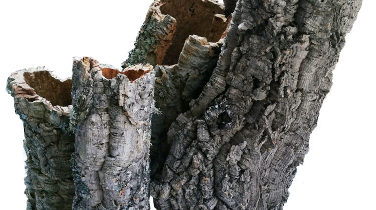 Prirodne plutene cijevi