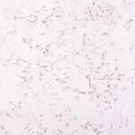 Plutene zidne obloge EXCLUSIVE SNOW - 2